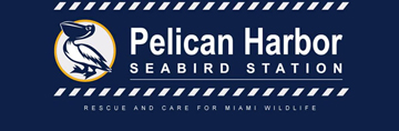 pelican